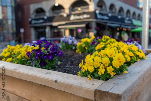 Yellow and purple pansies in flowerbed at Byward market in Ottawa, Canada, in spring. Flowers in the city in springtime. photo