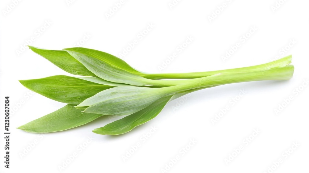 Fresh Green Leaves of Aromatic Herb on a White Background Fresh Green Leaves of Aromatic Herb on a White Background