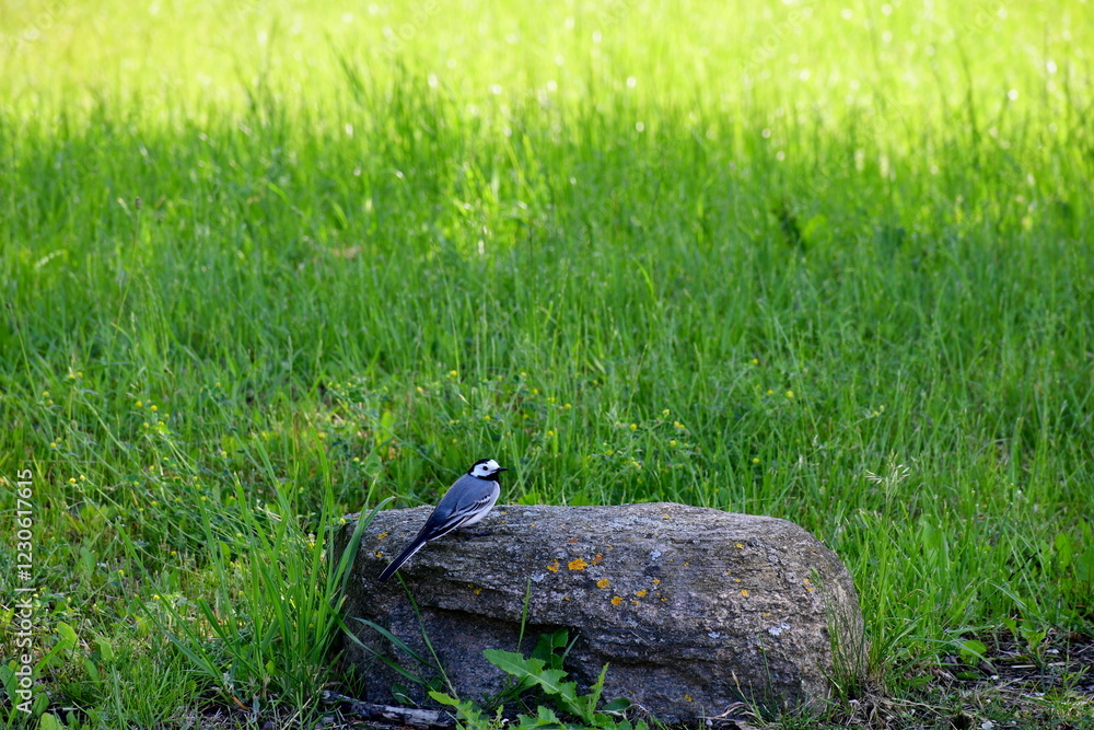 A view of a small, colorful bird sitting on a big boulder,stone, or rock and looking for prey seen next to a lush and vast field, meadow, or pastureland spotted during a hike in Poland in summer A view of a small, colorful bird sitting on a big boulder,stone, or rock and looking for prey seen next to a lush and vast field, meadow, or pastureland spotted during a hike in Poland in summer