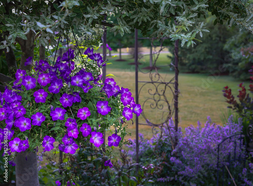 A basket brimming with purple petunias overflows with cascading blooms, their velvety petals unfurling in shades from deep violet to lavender. Lovely lavender catmint peaks up from the garden below.  photo