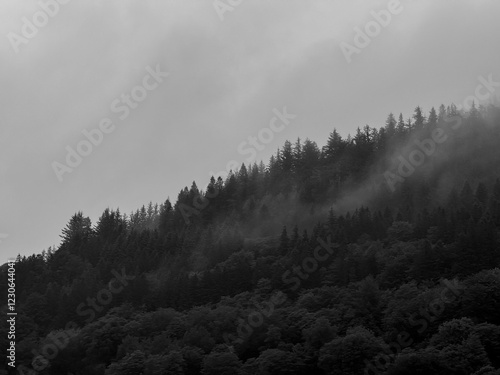 Black and white forest with clouds moving through it