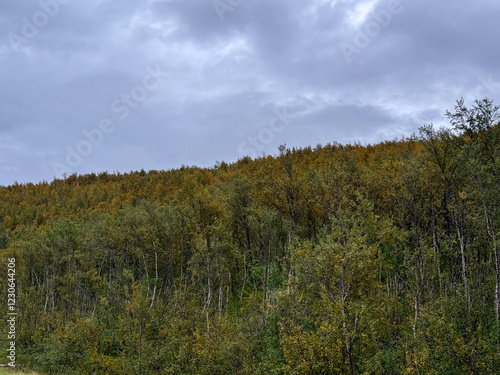 Forest in autumn with cloudy sky