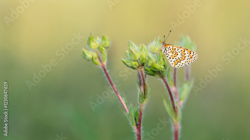 wildlife photos. photos of butterflies in natural areas. photo