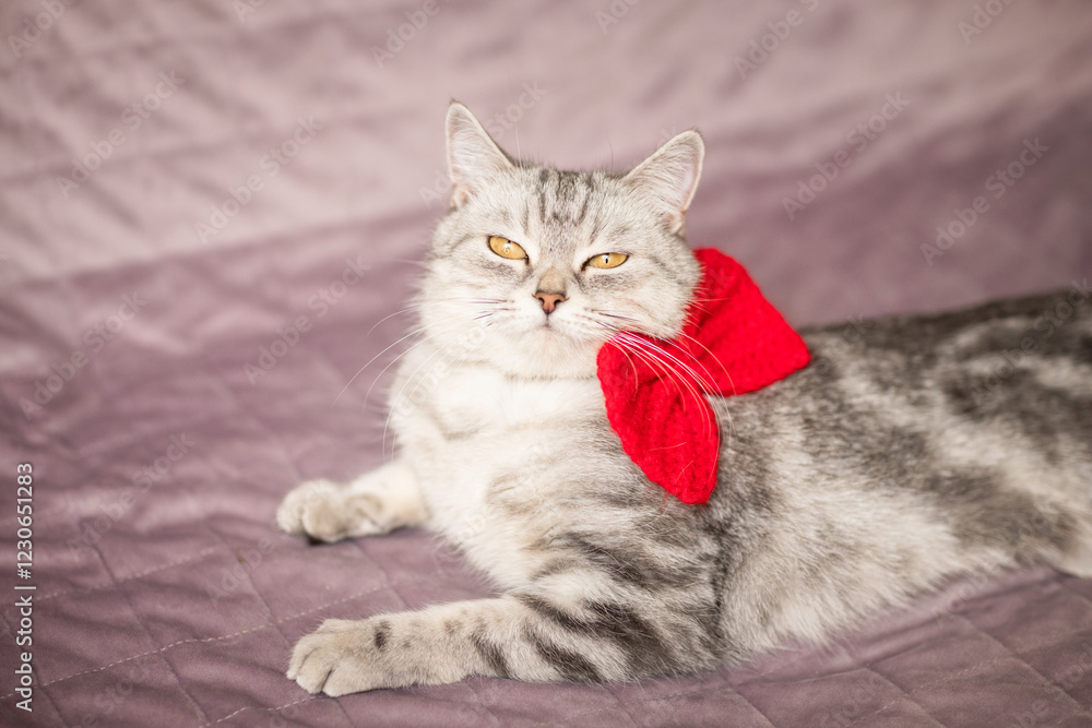 beautiful, gray british cat with a red bow on her neck lies on the sofa in a home environment. beautiful, gray british cat with a red bow on her neck lies on the sofa in a home environment.