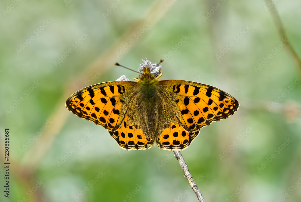 photos of butterflies feeding on flowers photos of butterflies feeding on flowers