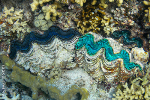 Detail of the mantle of a giant clam, Tridacna, growing on a coral reef  photo