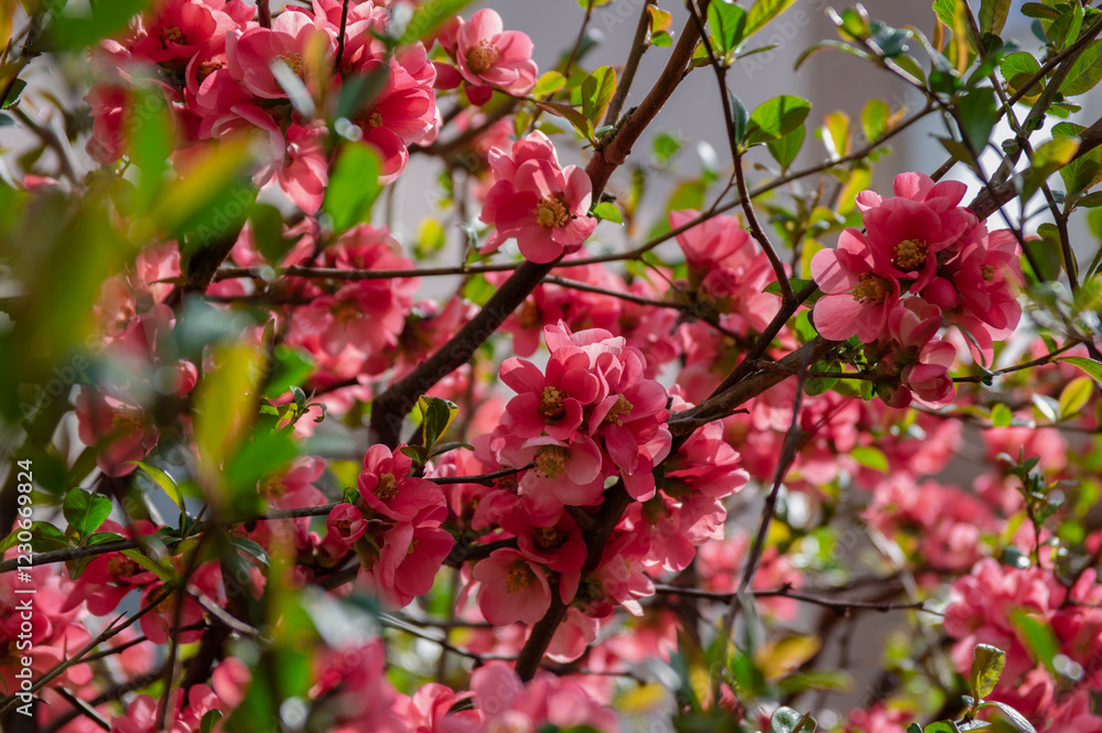 Chaenomeles japonica japanese maules quince flowering shrub, beautiful pink flowers in bloom on springtime branches