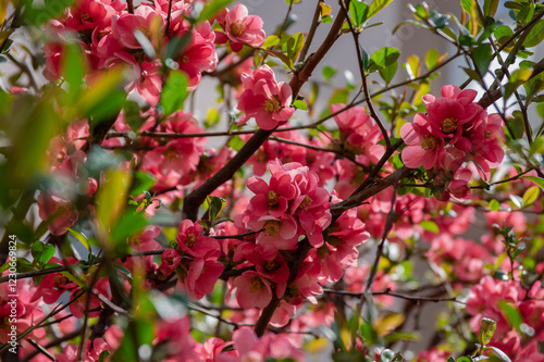 Obraz na płótnie Chaenomeles japonica japanese maules quince flowering shrub, beautiful pink flowers in bloom on springtime branches w salonie