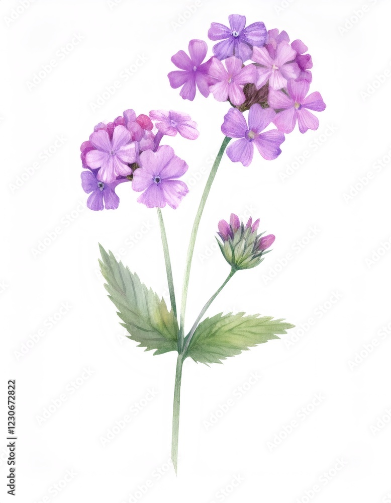 Watercolor painting of purple verbena flowers on a stem with leaves, isolated on a white background Watercolor painting of purple verbena flowers on a stem with leaves, isolated on a white background
