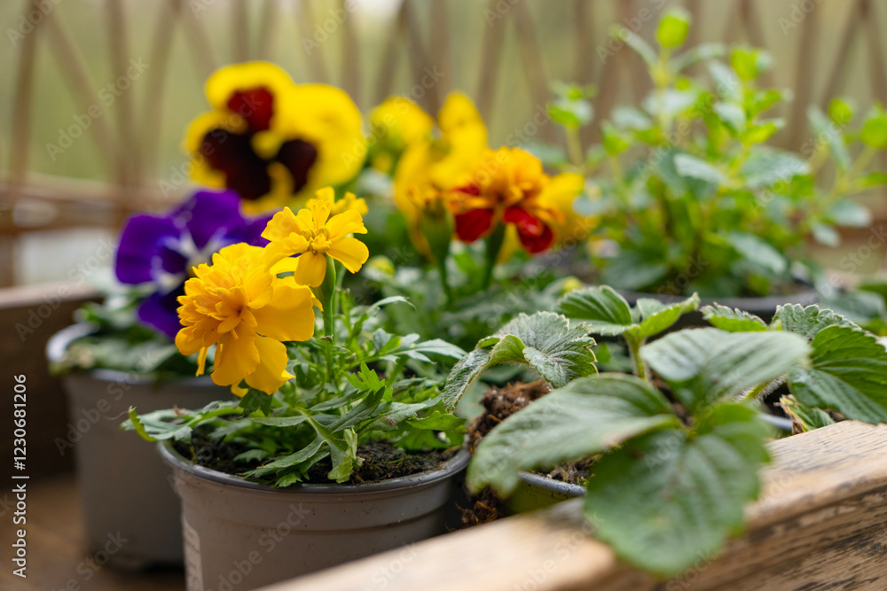 Gardening essentials with pansy and forget-me-not seedlings in container, Gardening essentials, Spring planting, Garden blooms, Home gardening Gardening essentials with pansy and forget-me-not seedlings in container, Gardening essentials, Spring planting, Garden blooms, Home gardening