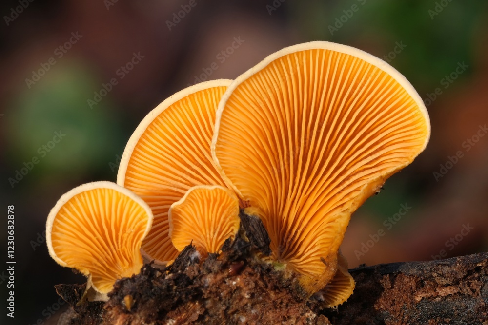 Close up of amazing orange mushrooms Phyllotopsis nidulans, commonly known as the mock oyster or the orange oyster in forest, Poland Close up of amazing orange mushrooms Phyllotopsis nidulans, commonly known as the mock oyster or the orange oyster in forest, Poland
