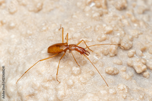 Duvalius ferreresi, a cave beetle from Mallorca
