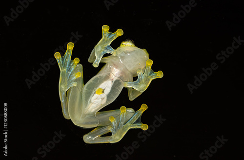 Hyalinobatrachium valerioi, La Palma glass frog, bottom view of internal organs