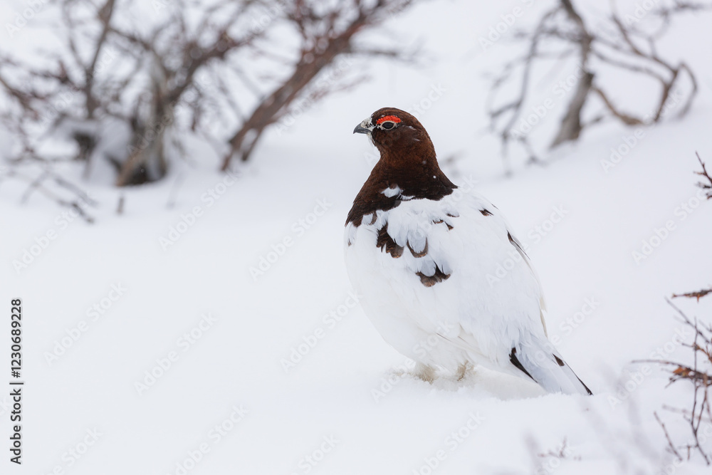 A ptarmigan in the snow in a Alaska. A ptarmigan in the snow in a Alaska.