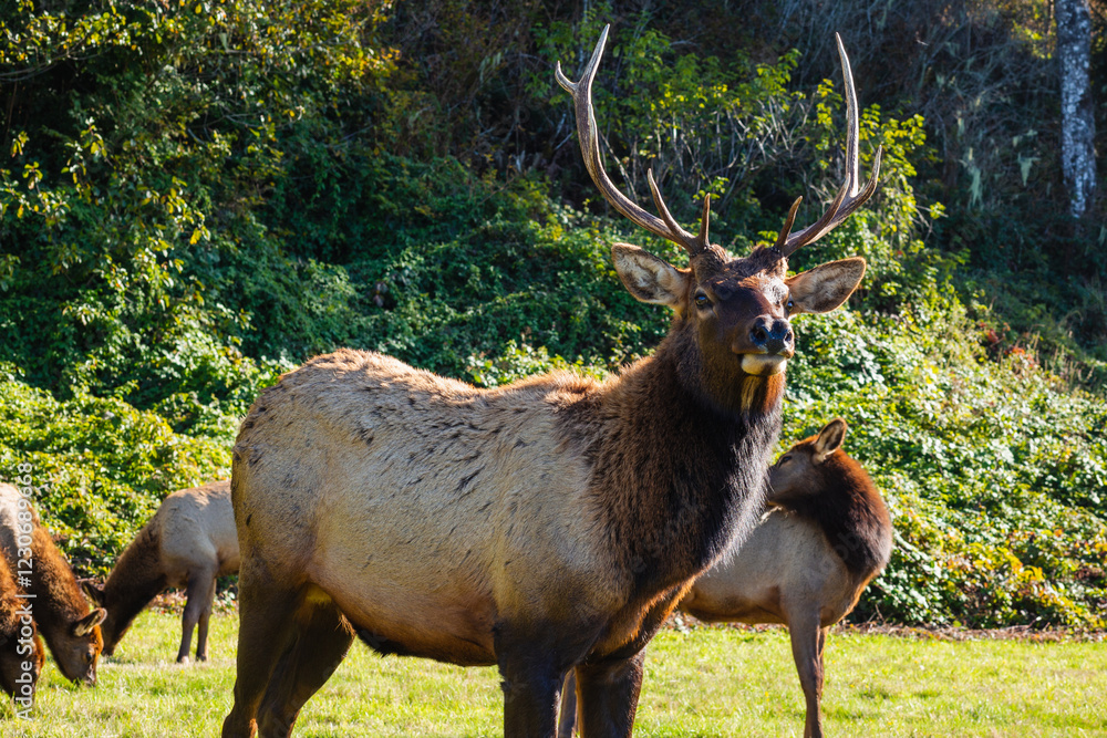 Fototapeta premium Elk in the western United States.