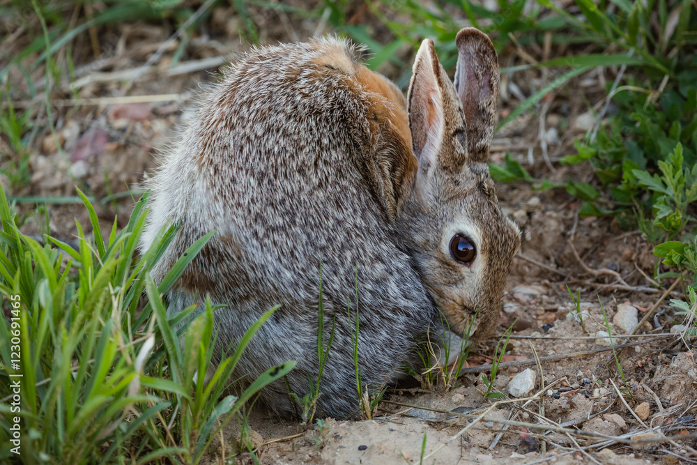 Fototapeta premium A rabbit curled up on the ground.