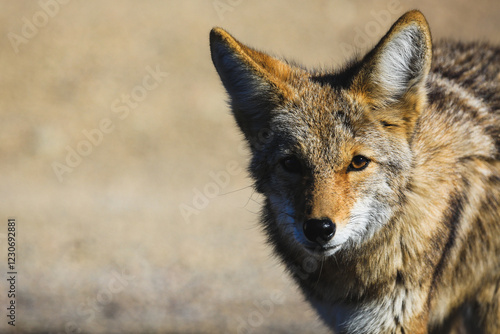 A wild coyote in Death Valley, California. 