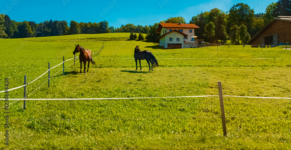 Obraz premium Alpine summer view with horses near Lauterbach, Steingaden, Weilheim-Schongau, Bavaria, Germany