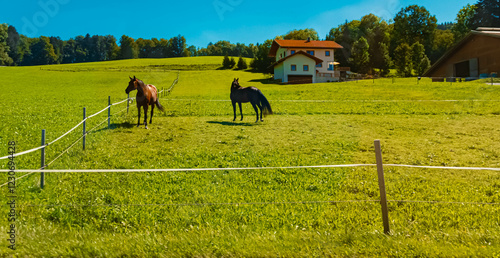 Alpine summer view with horses near Lauterbach, Steingaden, Weilheim-Schongau, Bavaria, Germany photo