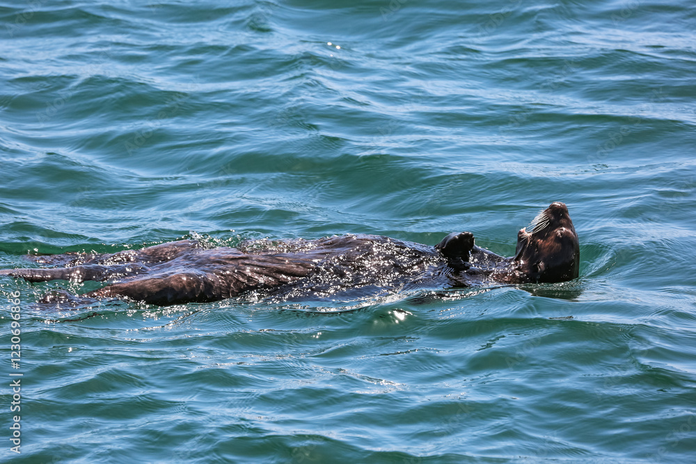 Fototapeta premium A sea otter floats on its back.