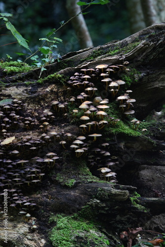 champignon d'automne 2024 photo