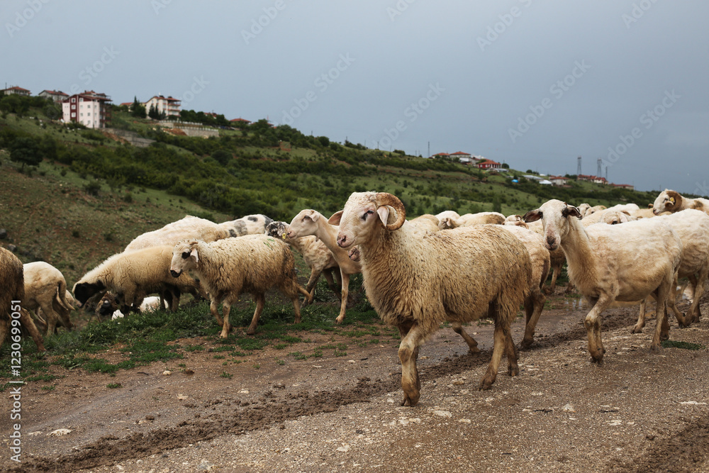 Fototapeta premium Sheep walk across the road in rural Turkey.