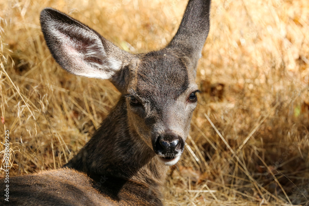 Fototapeta premium A deer looks at the camera in the Sierras of California.