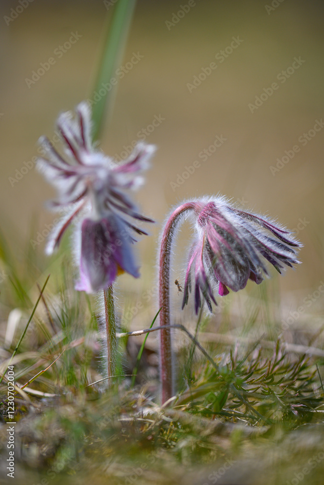 Pulsatilla pratensis.Small wild flowers. Meadow plants. Close-up Pulsatilla pratensis.Small wild flowers. Meadow plants. Close-up