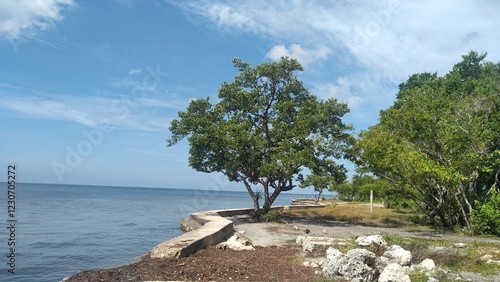 Mangle rojo, playa cajio, guira de melena, cuba photo