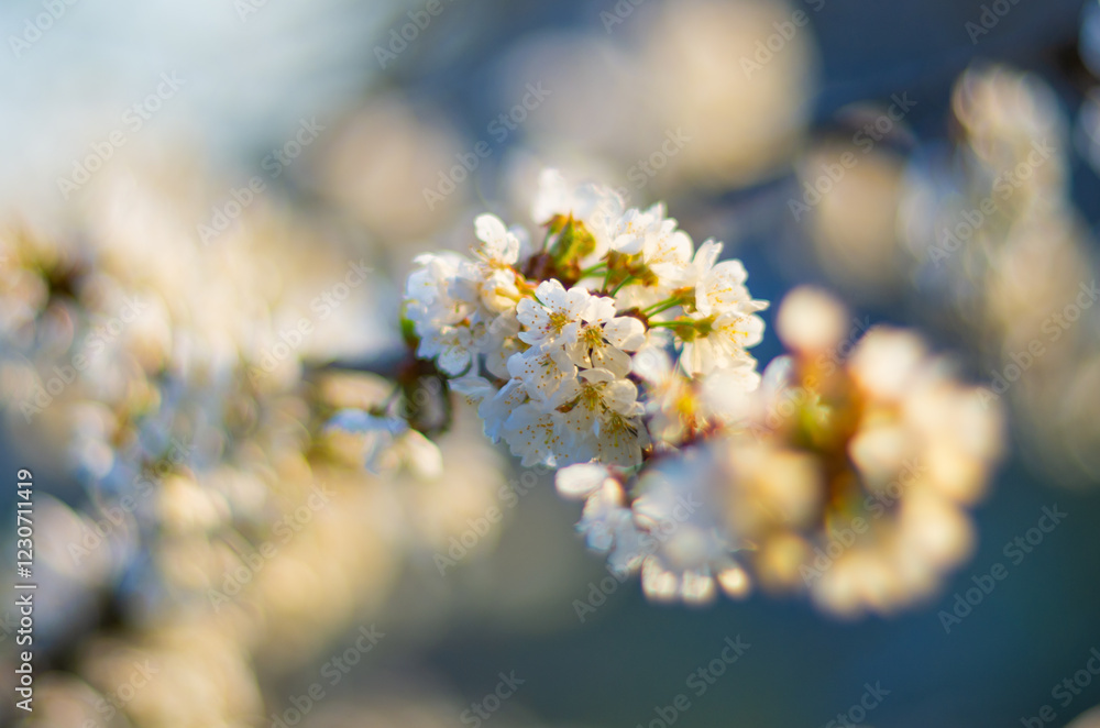 Cherry blossom in spring, close-up of beautiful flowers
on the tree, selective focus Cherry blossom in spring, close-up of beautiful flowers
on the tree, selective focus