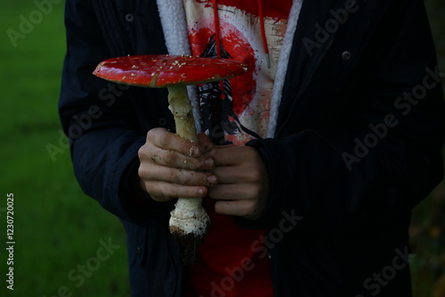 champignon d'automne 2024 photo