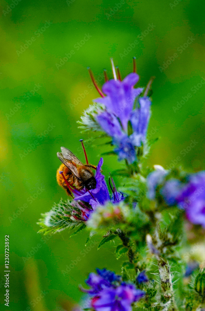 Bee pollinating plants in the field to produce honey. Bee pollinating plants in the field to produce honey.