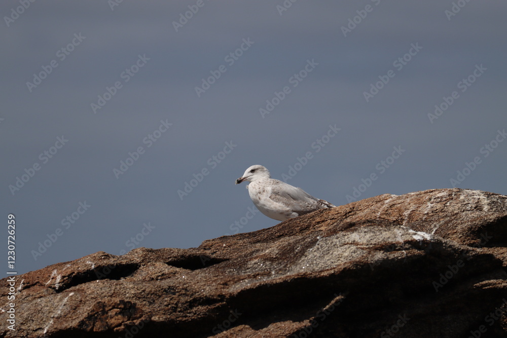 seagull on rock