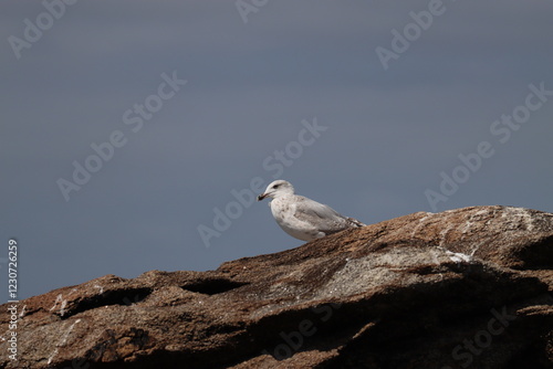 seagull on rock