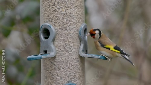 Goldfinch Eating on a Bird Feeder