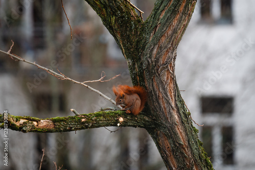 niedliches kleines Eichhörnchen klettert im Winter durch eine Robinie, rotbraunes Hörnchen in der Stadt, Eichhörnchen mit Buschigem Schwanz