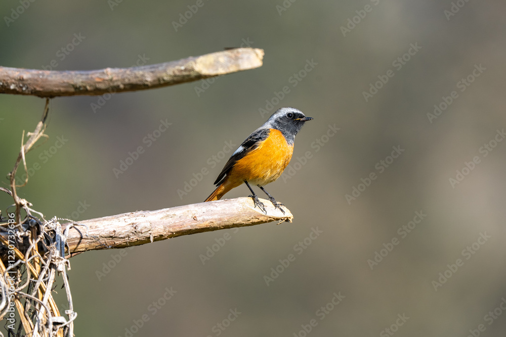 Fototapeta premium Daurian redstart male