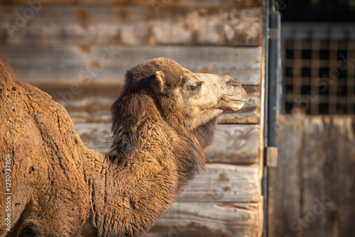 portrait d'un dromadaire dans un parc animalier photo