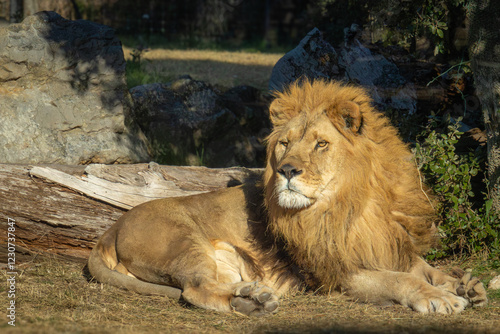 magnifique lion couché sur le sol photo