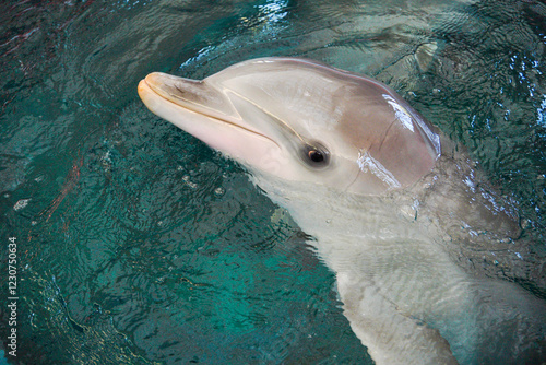 A dolphin photographed in the dolphinarium up close. photo