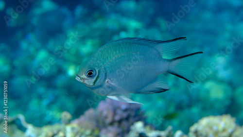 Maldives damselfish (Amblyglyphidodon indicus) undersea, Red Sea, Egypt, Sharm El Sheikh, Montazah Bay