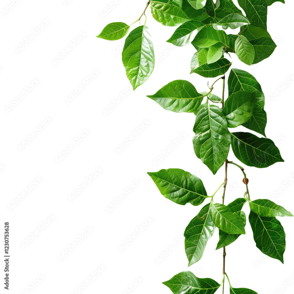 Fototapeta premium Green tree branch isolated on a white or transparent background