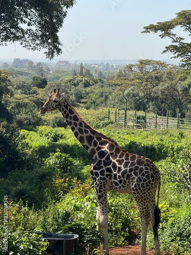 Photography giraffe in the zoo