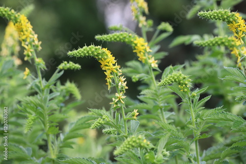 Tableau sur toile Agrimonia eupatoria. Common agrimony yellow flowers.