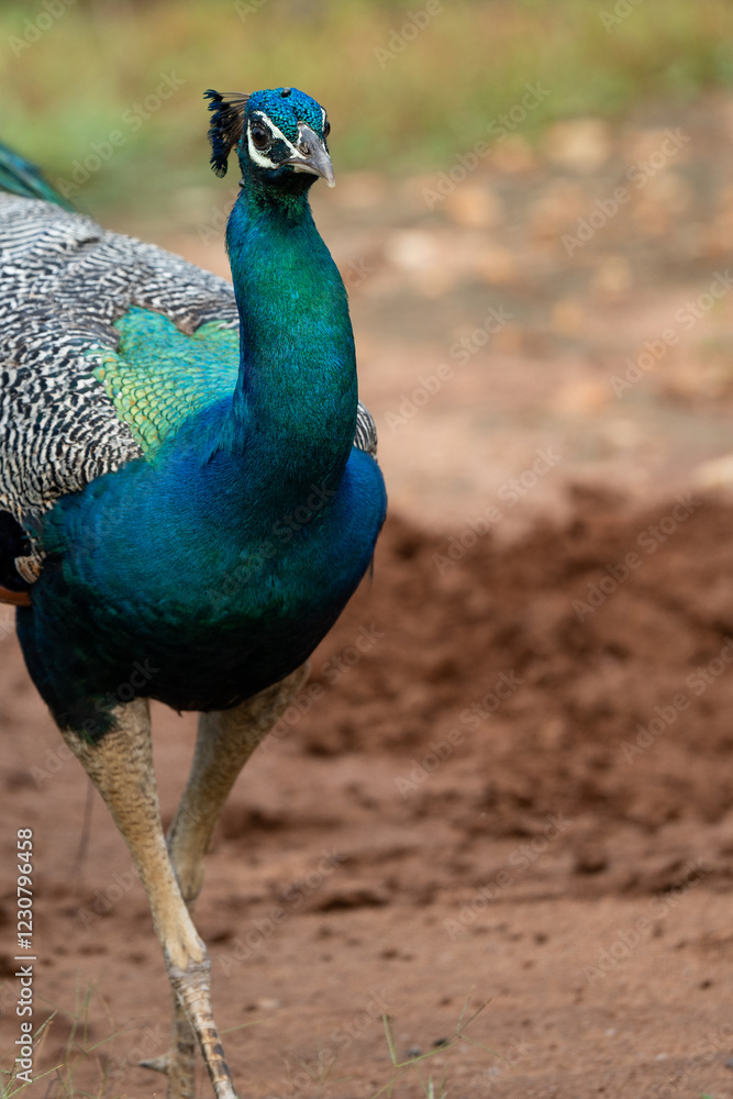 Fototapeta premium Blue peacock Sri lanka yala park