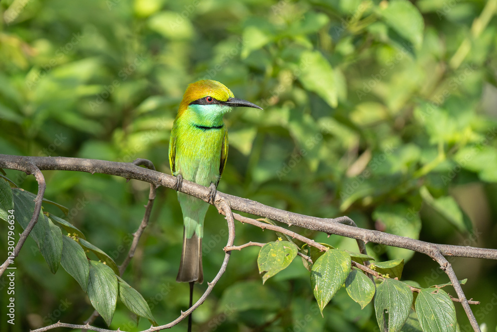 Obraz premium Green Bee-Eater birds perched on a branch are looking for insects to be eaten