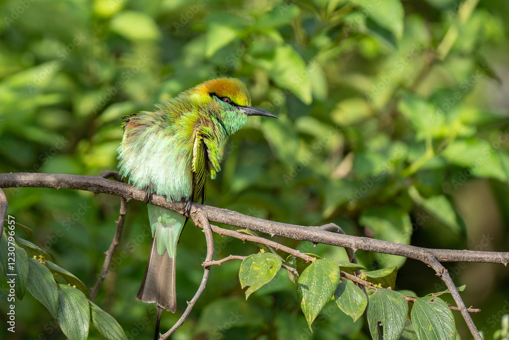 Green Bee-Eater birds perched on a branch are looking for insects to be eaten Green Bee-Eater birds perched on a branch are looking for insects to be eaten