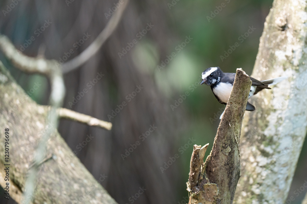 White-browed fantail on branch in nature. White-browed fantail on branch in nature.