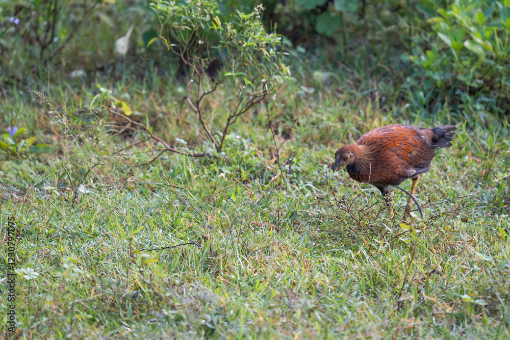 Fototapeta premium Sri Lankan national bird Ceylon Junglefowl in Yala national park