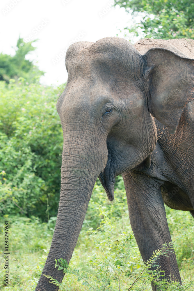 Obraz premium close up on eye of an elephant